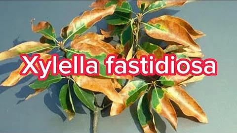 Xylella fastidiosa is a threat to plants | Symptoms | Control