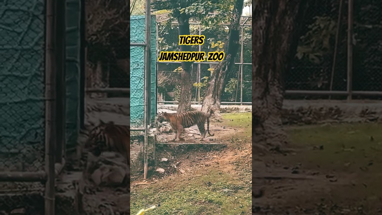 Tigers Roaming around Jamshedpur Zoo Visuals wildanimals tiger 