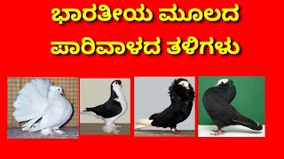 ಭಾರತೀಯ ಮೂಲದ ಪಾರಿವಾಳದ ತಳಿಗಳು | Indian pigeon breed
