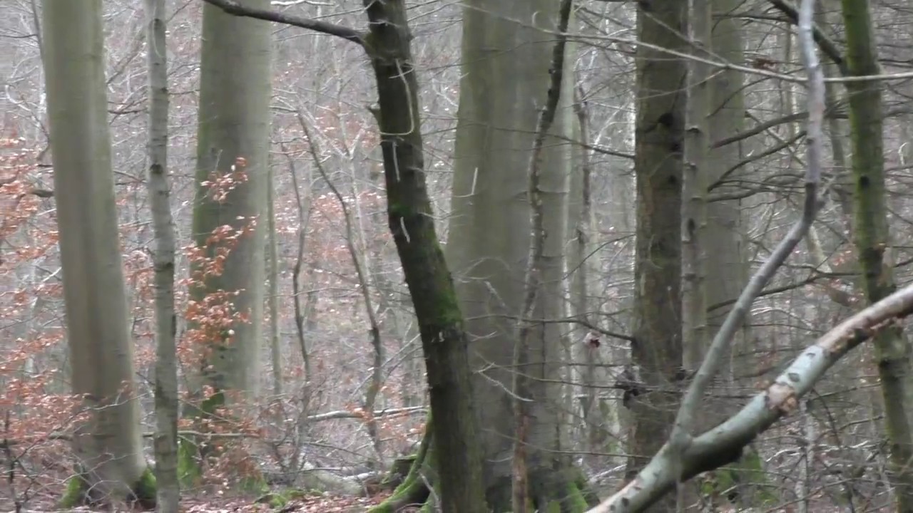 iZen Wild Forest Boar Thoughts