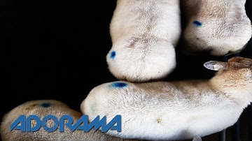 A Conversation with Photo Editor Jack Caffrey: Out of the Darkroom with Ruth Medjber