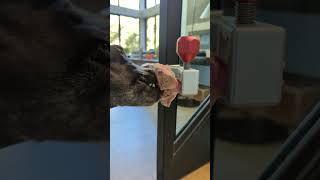 How to give a dog a steak bone. Safely. #dogbones #dogsafety #enrichment #sustainableproducts #dogs