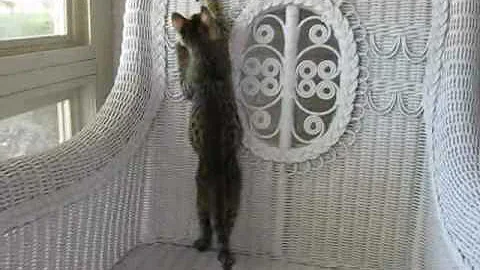 Watch the video about AJSavannahs F2B Elwood's Wild Feather Chase, Savannah kittens, Savannah cats