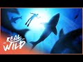 When Shark Divers Go Too Far | The Blue Realm | Real Wild