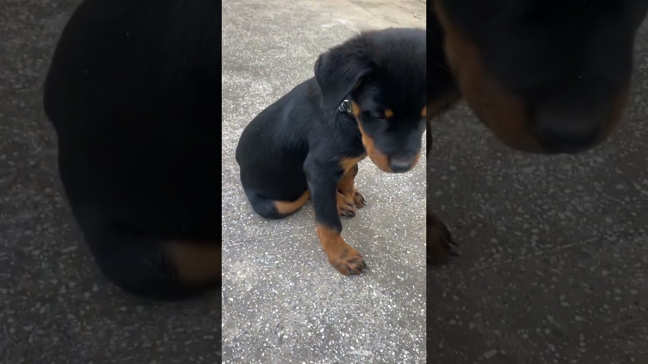 #professionaldogtrainer