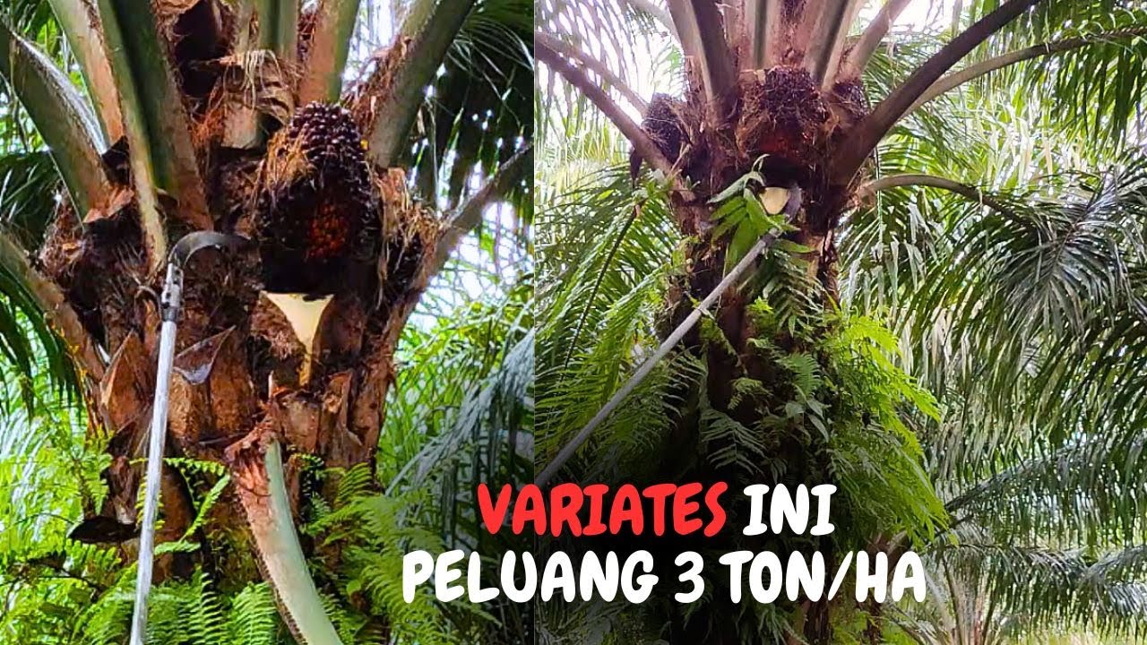 Tak Peduli Hujan..! Tetap  Lanjut Panen Sawit Buah Banyak Estimasi  3 Ton per Hektar