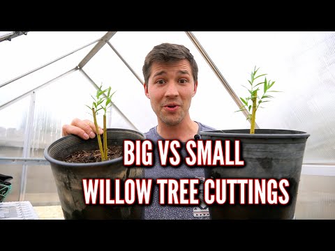Video: Kapan sebaiknya Anda memangkas pohon willow?