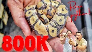 800,000.00 Ball Python: First in the PHILIPPINES! [ Orange dream yellow belly desert  ghost clown ]