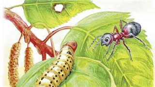 "Приключения муравьишки", сказка В. Бианки, аудиокнига