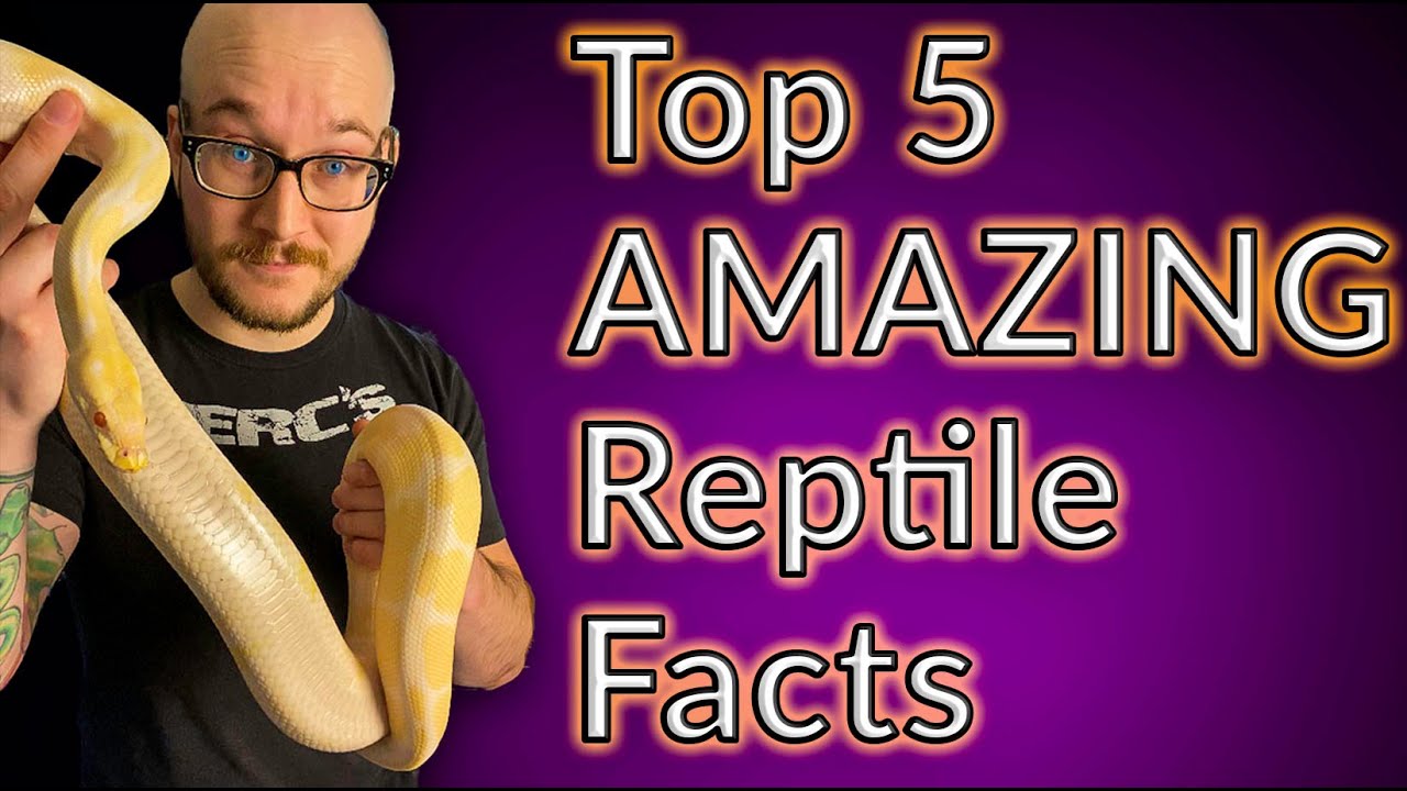 5 UNBELIEVABLE Reptile Facts #shorts - YouTube