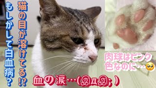 猫の血の涙が止まらない 肉球はピンク色で美味しそうなのに Youtube