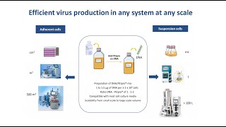 [Webinar] Process development to simplify manufacturing scale up of therapeutic viral vectors screenshot 1