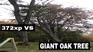 372xp Husqvarna VS Big OAK Tree