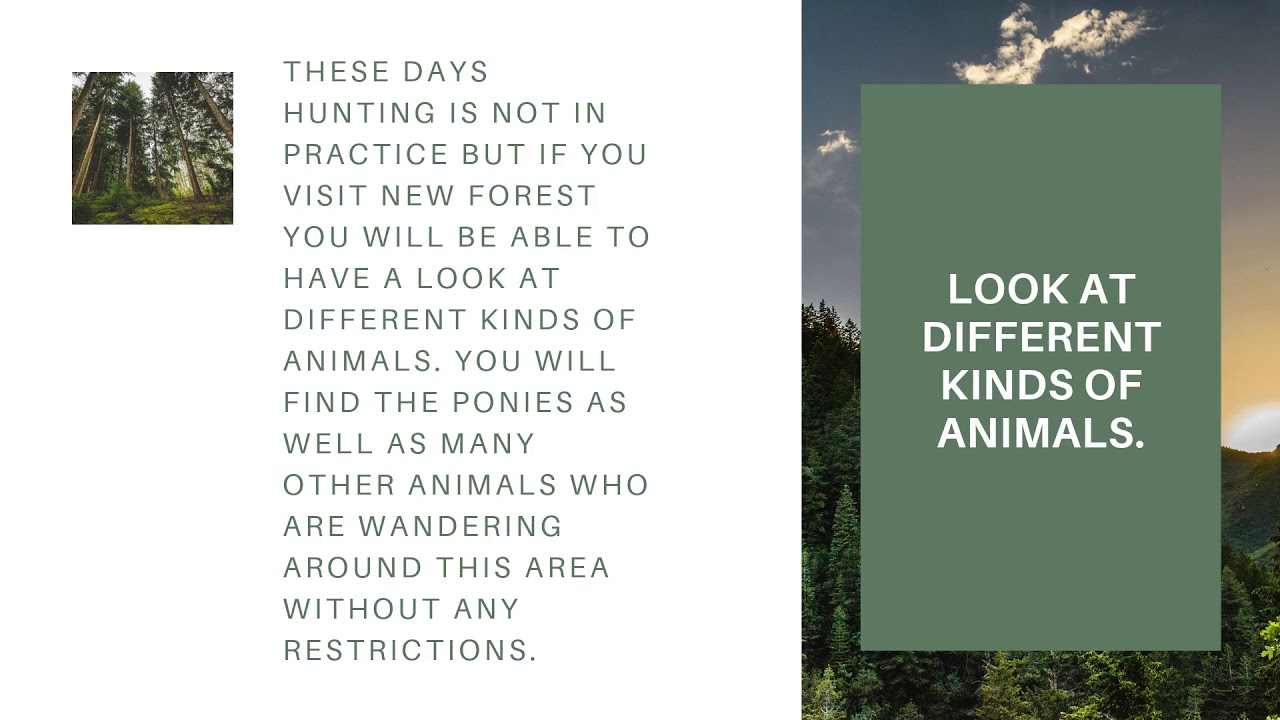 Dominik Hulliger | Forest Guide for a Great Adventure.