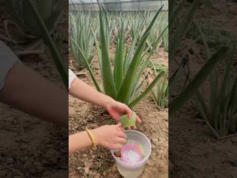 Video: Mənim Aloem bala verməyəcək – Aloe Vera balalarını çox altmaq üçün necə təşviq etmək olar