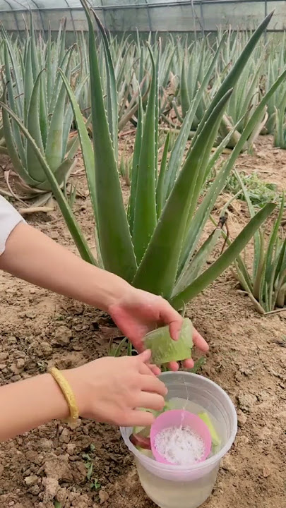 Full Steps Of Making Aloe Vera Mask #satisfying #short