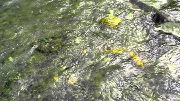 3-2-13 - Phóng sinh cá chép ngày ông công ông táo