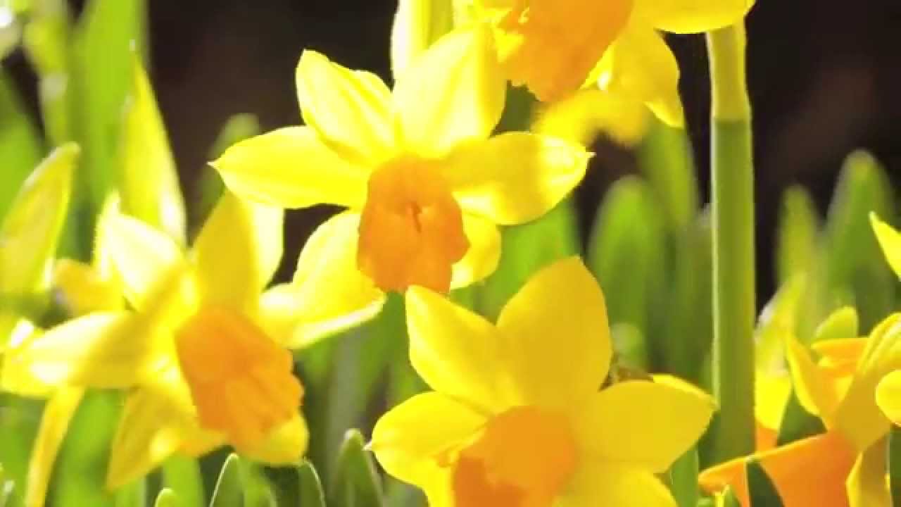 Time laps of blooming flowers The Beauty Of Nature HD YouTube