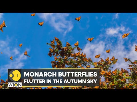 Fetching Butterflies Leak: A Global Phenomenon?