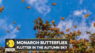 WION Climate Tracker | Monarch butterflies flutter in the Autumn sky | World News | English News