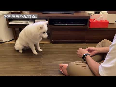 お手の練習をする日本スピッツ