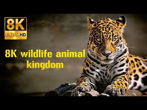 Wildlife Beautiful Animals in 4K 8K ULTRA HD | Relaxing Nature Sounds ...