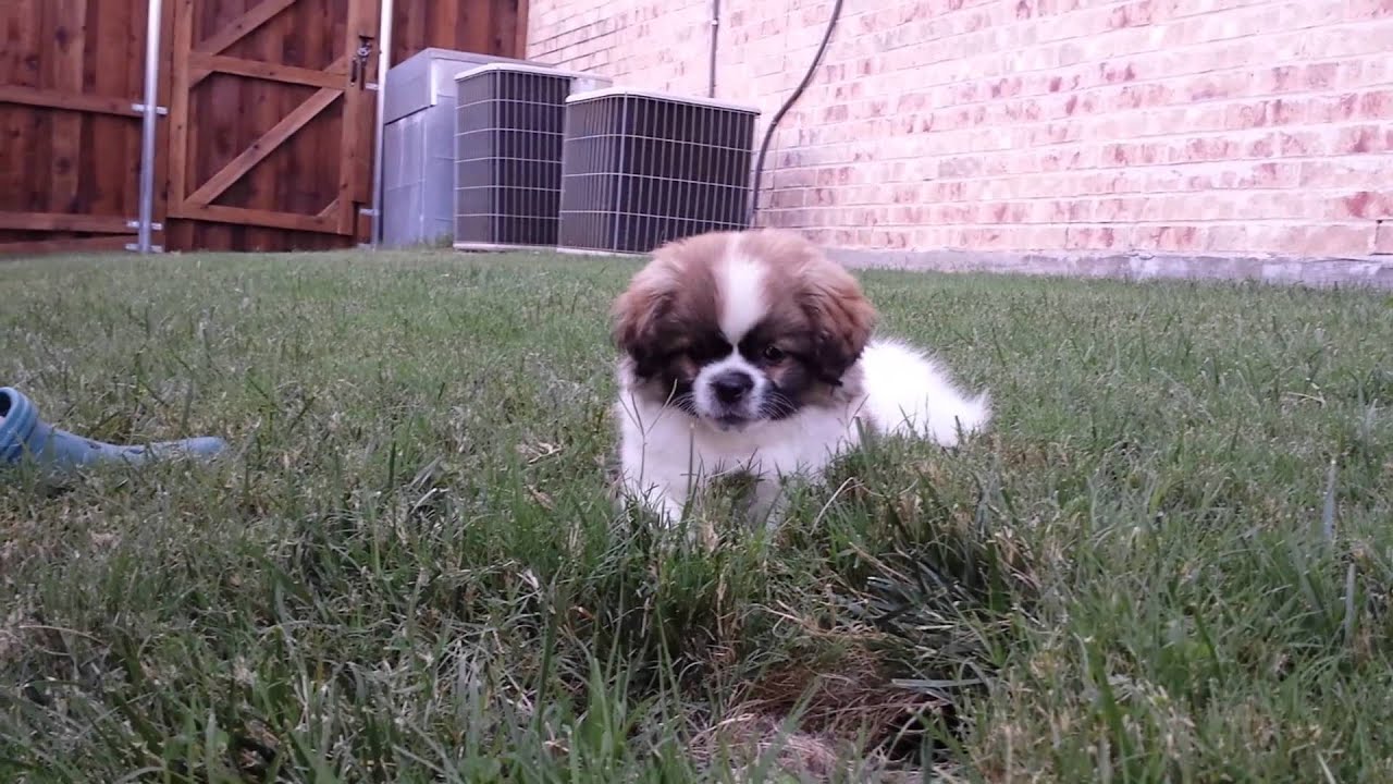 Riker Discovers the baby bunnies in the backyard 