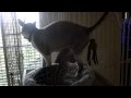 Baby Genet playing with Cornish Rex Cat