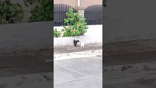 A poor hungry Kitten, and a Cat fight brewing (near my house) #cat #gatos #kitten #catlover