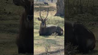 Male WaterBuck posing for photos.