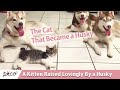 The Cat That Became a Husky