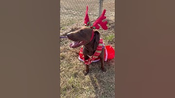 Day 5 Advent Calendar 2025- Zebra * has rescue