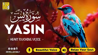 Beruhigende Sure Yasin (Yaseen) سورة يس für Schlaf & Stress ✦ Friedliche Koranrezitation