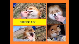 Dixiedo Fox Cute and Funny Compilation #2