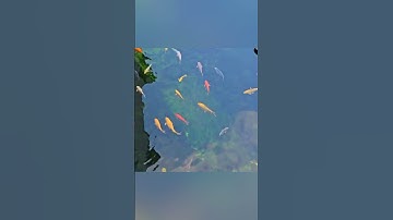 Hồ cá koi kết hợp lọc hiện đại và hệ lọc phương pháp tự nhiên #hocakoi #shorts #short #shorts