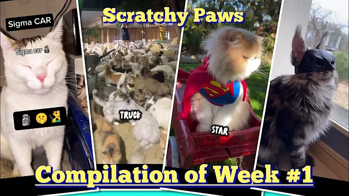 Video 11501441: cats compilation cute funny, hilarious cat fails, hilarious cat's reaction, cat fails adorable, funniest cutest cats