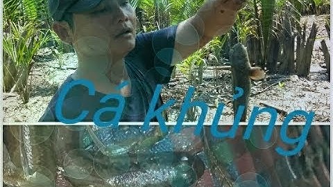 Câu cá thòi lòi p3 ( toàn dính cá khủng ) và  cái kết