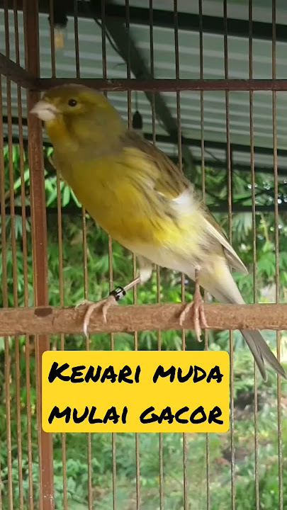 Pancingan kenari gacor sangat efektif memancing kenari muda malas bunyi #kenarigacor #kenari #viral
