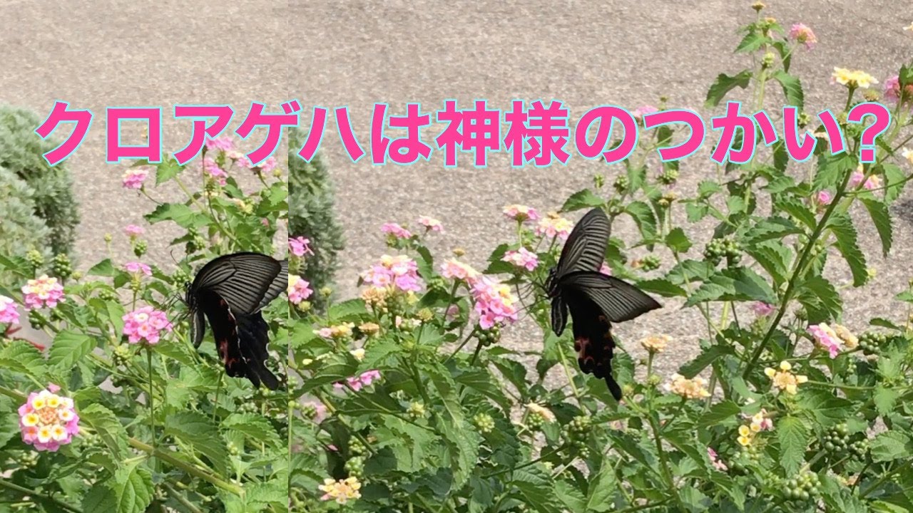 黒アゲハ蝶は 幸運を呼ぶ ってしってますか 名古屋フラワーアレンジメント教室 グリーンルーム アトリエ由花