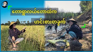 လယ်တောထဲက ဟင်းစားတခွက် - Village Style Fishing