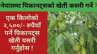 नेपालमा पिकानट्स खेति गर्ने तरिका || How to Cultivate Pecannuts In Nepal || Krishi Sandesh