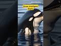 Orcas: Intelligent Giants #shorts #viralvideo #facts #amazingfacts #wildlife #ocean #dangerous