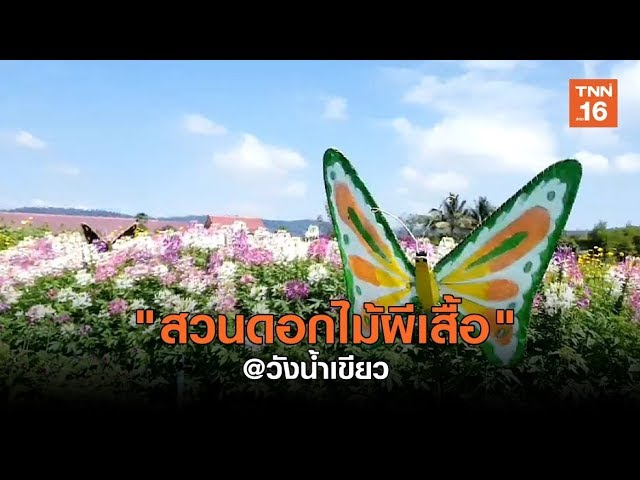 สวนดอกไม้ผีเสื้อ แลนด์มาร์คใหม่วังน้ำเขียว | เรื่องดีดีทั่วไทย