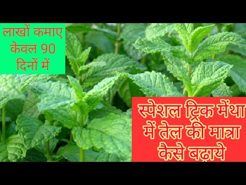 मेंथा की खेती , Mentha ki kheti