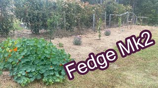Citrus Hedge Makeover by Practical Primate 509 views 2 years ago 10 minutes, 46 seconds