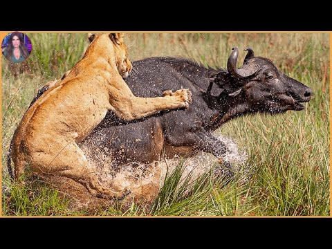 15 Moments Of Predators Hunting Herbivores. #Part2 | Pets House