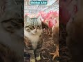 Cat and chicken fight cat viral chicken animals