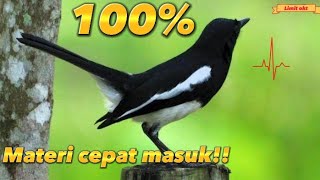 Masteran kacer cepat masuk #kacer #kicaumania