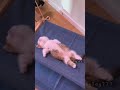 #cat #kitten #cute #catlover #cutecat #pets #meow #viralvideo #babycoversong #comedy #viralvideo