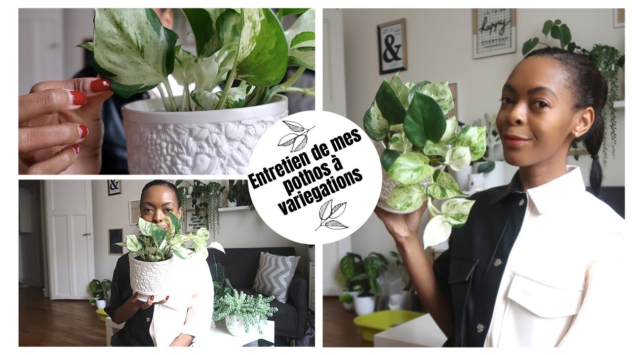 Mes pothos à variegations: comment entretenir les parties blanches dépourvues de chlorophylle?
